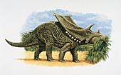 Chasmosaurus dinosaur,illustration