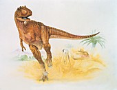 Albertosaurus,illustration