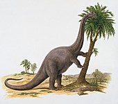 Aeolosaurus dinosaur,illustration