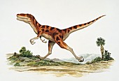 Noasaurus,illustration