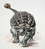 Ankylosaurus dinosaur,illustration