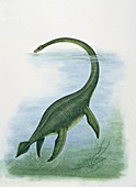 Elasmosaurus,illustration
