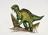 Anatotitan,illustration