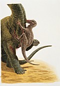 Dromaeosaurus dinosaur,illustration