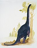 Nemegtosaurus,illustration