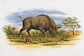 Dinohyus bison,illustration
