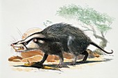 Rat eating a lizard,illustration
