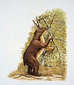 Homalodotherium,illustration