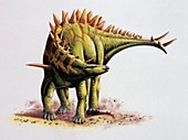 Huayangosaurus,illustration