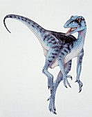 Illustration of Eoraptor,illustration
