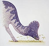 Corythosaurus,illustration