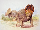 Two Centrosauruses,illustration
