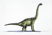 Illustration of Damalasaurus