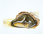 Illustration of Scutellosaurus
