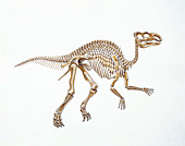 Illustration of skeleton of Hadrosaurus