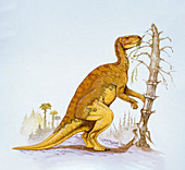 Illustration of Probactrosaurus