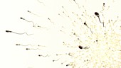 Sperm cells,illustration