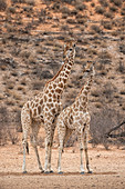 Pair of Giraffe