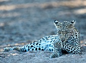 Leopard grooming