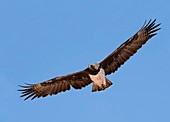 Martial Eagle in flight