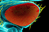 Compound eye of a fruit fly,SEM