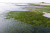 Cape eelgrass (Zostera capensis)