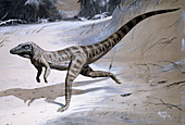 Ornithosuchus prehistoric reptile