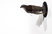 Northern goshawk flying through a tube