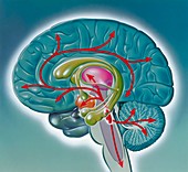 Neurology of Alzheimer's disease