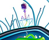 Bacteriophage on bacterium,illustration