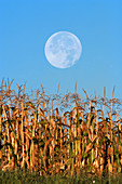 Harvest Moon Over Corn Field
