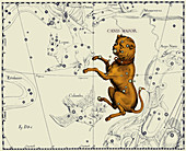 Canis Major Constellation,1687