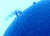 Solar Prominence,Inverted