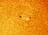 Sunspot 1620
