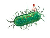 Bacterial defence against phage