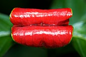Sore-mouth bush (Psychotria poeppigiana)