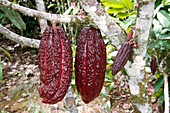 Cocoa pods on a tree