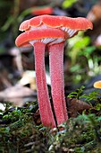 Waxy cap mushrooms (Hygrophorus sp.)