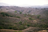 Burning stubble,Ecuador