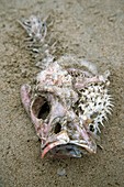 Dead fish on a beach,Ecuador