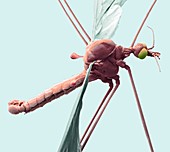 Crane fly,SEM