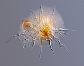 Diaphoropodon amoeba,LM