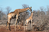 Giraffe and calf