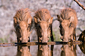 Young warthogs drinking