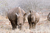 White rhino and young