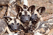 African wild dog puppies
