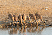 Female impala drinking