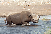 Black rhinoceros in watering hole