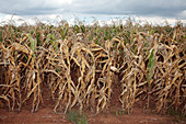 Maize crop during drought,South Africa