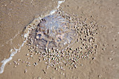 Sea snails scavenging dead jellyfish